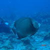 Picture taken during the dive