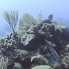 Picture taken during the dive