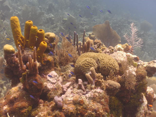 Ocean Frontiers, Ltd. - Dive Center in Cayman Islands