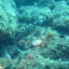 Picture taken during the dive