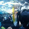 Picture taken during the dive