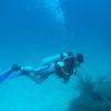 Picture taken during the dive