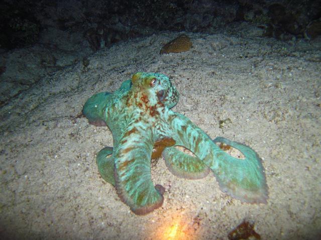 Cozumel Scuba Planet - Dive Center in Mexico