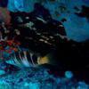 Picture taken during the dive