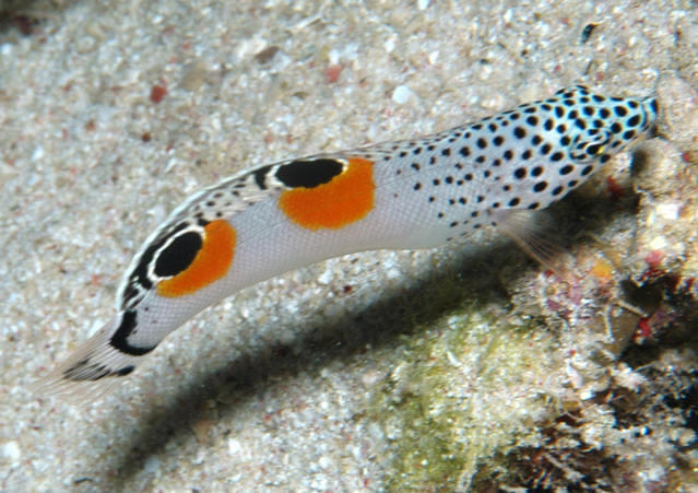 African Divers Nuweiba - Dive Center in Egypt