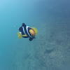 Picture taken during the dive