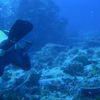 Picture taken during the dive