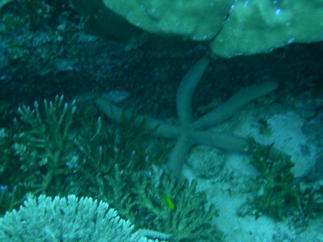 Azzurra Pro Dive - Dive Center