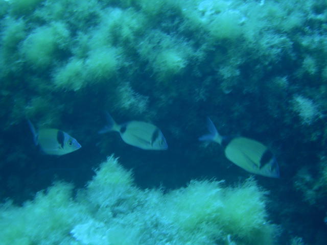 Scuba Dream - Dive Center in Italy