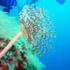 Picture taken during the dive