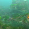 Picture taken during the dive
