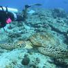 Picture taken during the dive