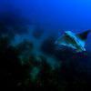 Picture taken during the dive