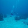 Picture taken during the dive
