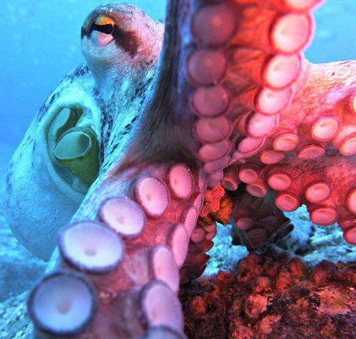 Azul Diving Center Madeira - Dive Center in Portugal