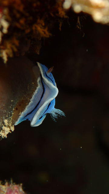 Piranha Divers - Dive Center in Japón