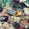 Picture taken during the dive