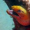 Picture taken during the dive