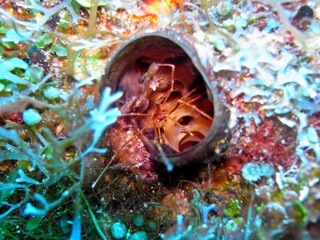 Blue Note Scuba Diving - Dive Center in Mexico