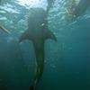 Picture taken during the dive