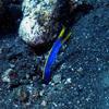 Picture taken during the dive