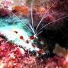 Picture taken during the dive