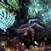 Picture taken during the dive