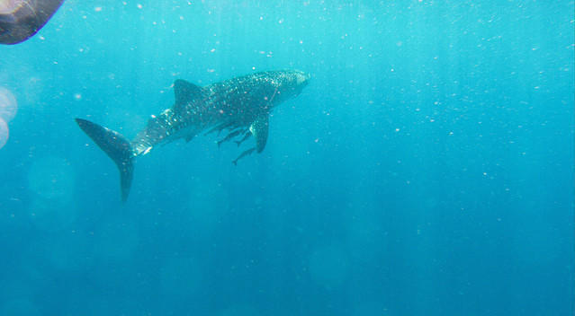 Diveasia Tioman Island - Dive Center