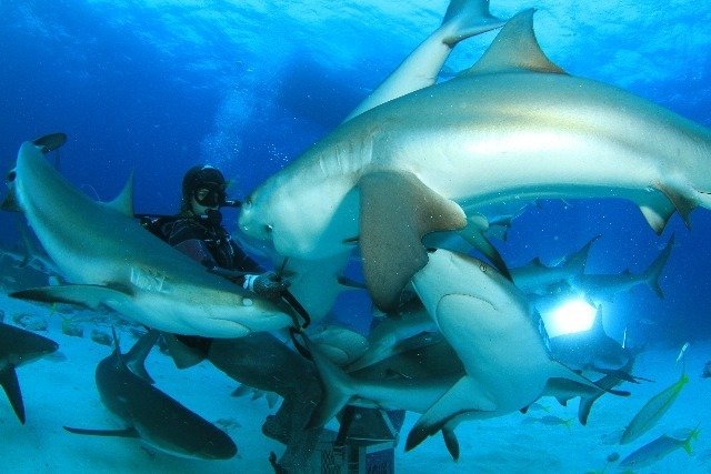 Diving in 巴哈马, Nassau - By Michael Lewis