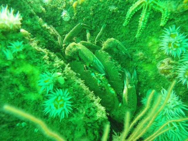 Cavaleiros Do Mar - Dive Center in Portugal