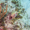Picture taken during the dive