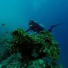 Picture taken during the dive