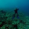 Picture taken during the dive