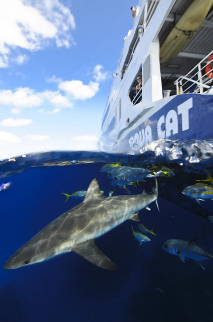 Aqua Cat Cruises - Liveaboard in 巴哈马