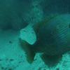 Picture taken during the dive