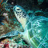 Picture taken during the dive