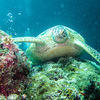 Picture taken during the dive