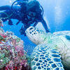 Picture taken during the dive