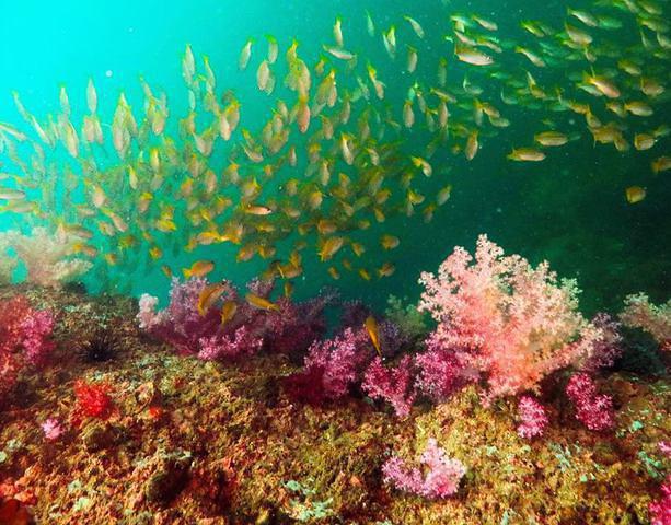 Thailand Divers-Phuket. - Dive Center in Thailand