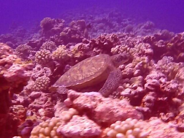 TOPDIVE-Bathys Moorea - Dive Center in French Polynesia