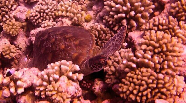 Diving in French Polynesia, Moorea - By Jean-François Triandafyllides