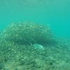 Picture taken during the dive