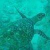 Picture taken during the dive