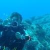 Picture taken during the dive
