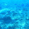 Picture taken during the dive