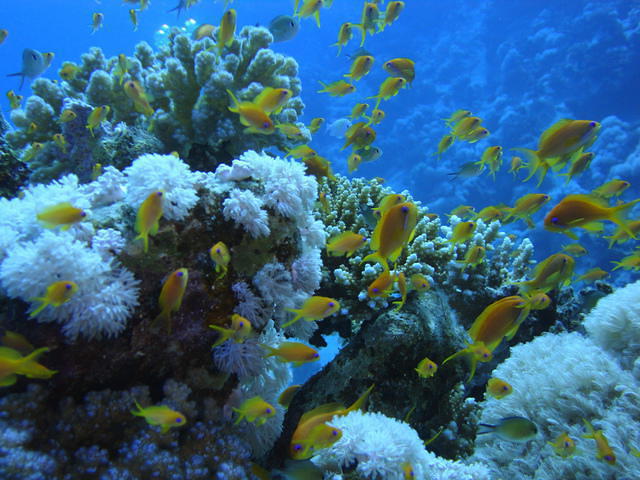 Plongee France Dune Safaga - Dive Center