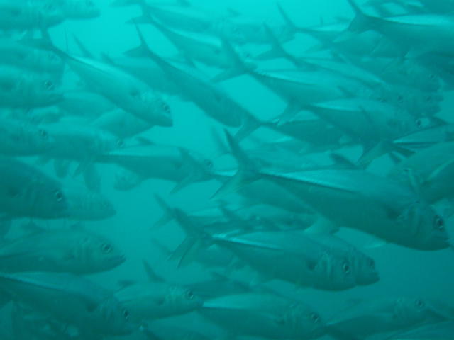 Sipadan-Kapalai Dive Resort - Dive Center in United States