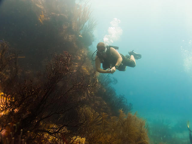 Deefer Diving Carriacou - Dive Center in Grenada