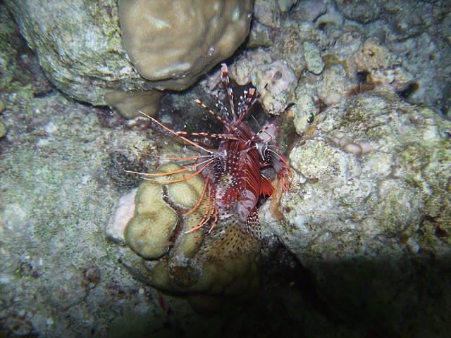 Rasdhoo Atoll Divers - Dive Center