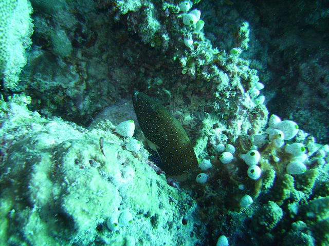 Rashdoo Atoll Divers Kuramathi - Dive Center in Maldives